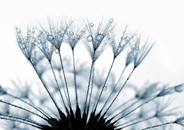 Dewy dandelion — Stock Photo, Image