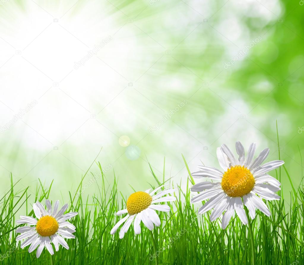 Fresh green grass with daisies