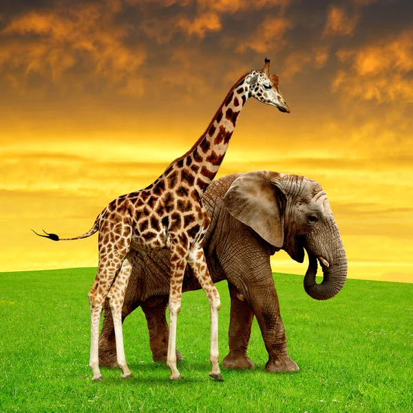 Giraffa con elefante — Foto Stock