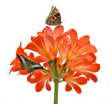 portakal clivia miniata