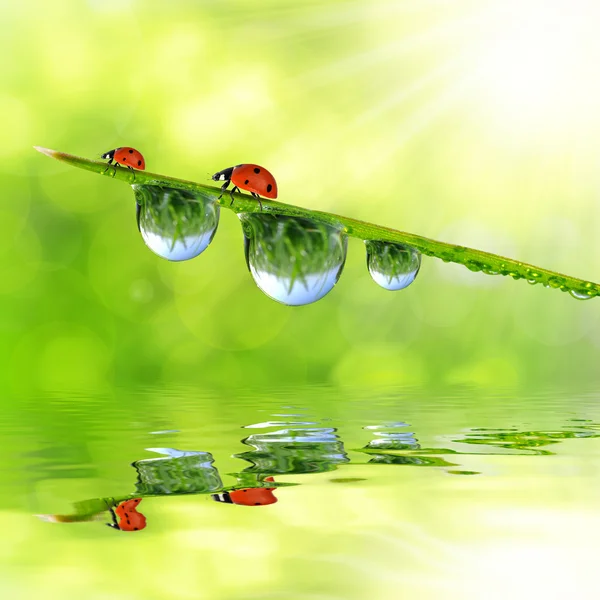 Dew and ladybirds — Stock Photo, Image