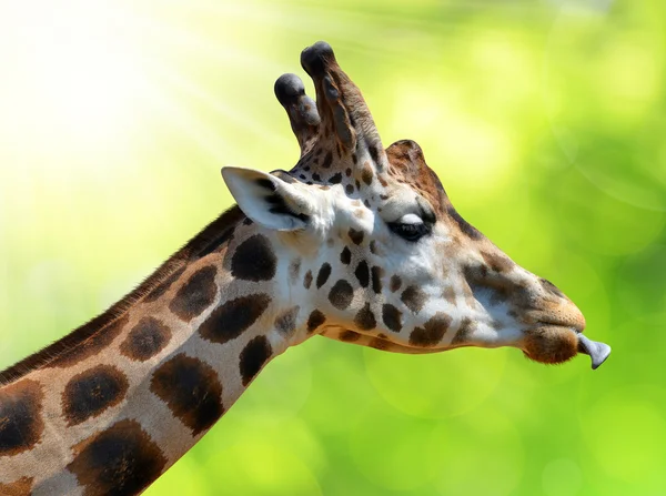 Retrato de uma girafa — Fotografia de Stock