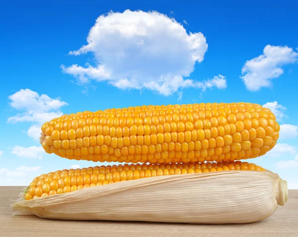 Rijp oren van maïs — Stockfoto