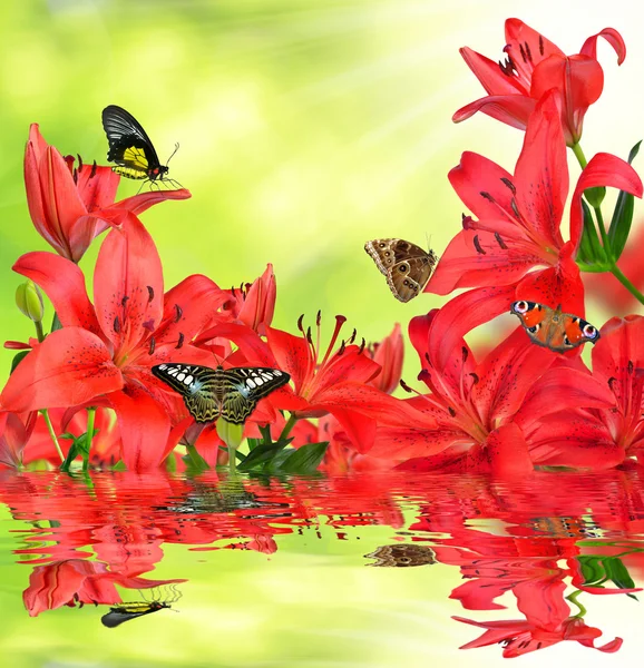 Lily with butterflies — Stock Photo, Image