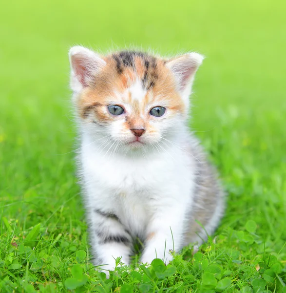 Kleine kitten — Stockfoto