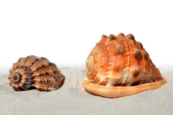 Shells on the sand — Stock Photo, Image