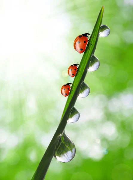 Dew and ladybirds — Stock Photo, Image