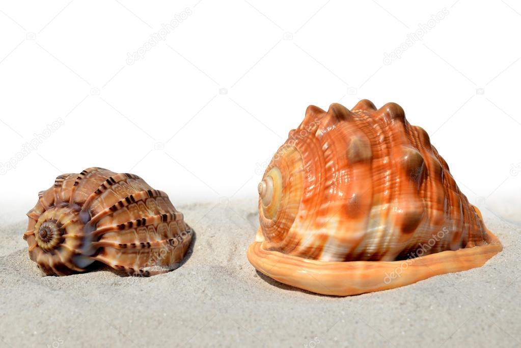 Shells on the sand
