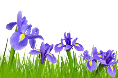 Iris çiçekler