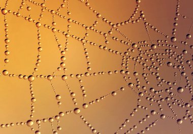 Çiy damlalı örümcek ağı