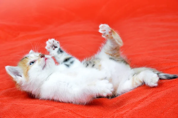 Retrato de un pequeño gato — Foto de Stock