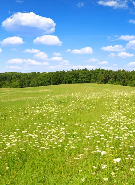 Pradera de primavera —  Fotos de Stock