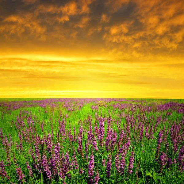 Spring flowering meadow — Stock Photo, Image