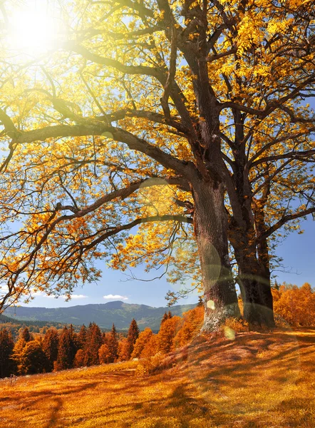 Autumn landscape — Stock Photo, Image