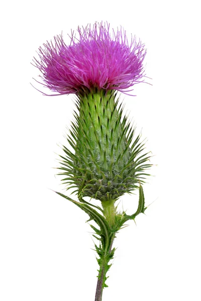 Thistle çiçek — Stok fotoğraf