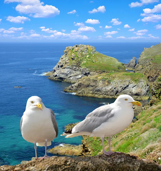 Seagulls — Stock Photo, Image