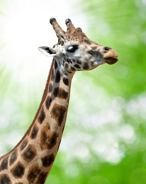 Porträt einer Giraffe — Stockfoto