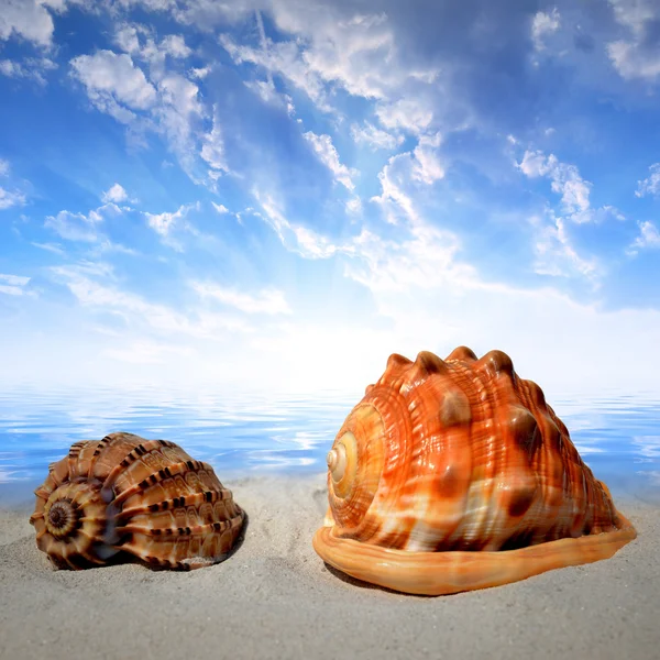 Sea shells — Stock Photo, Image