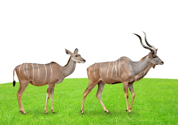 Nagy Kudu — Stock Fotó