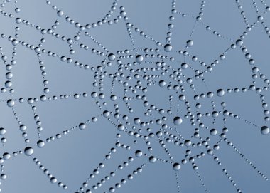 Spider web with dew drops clipart