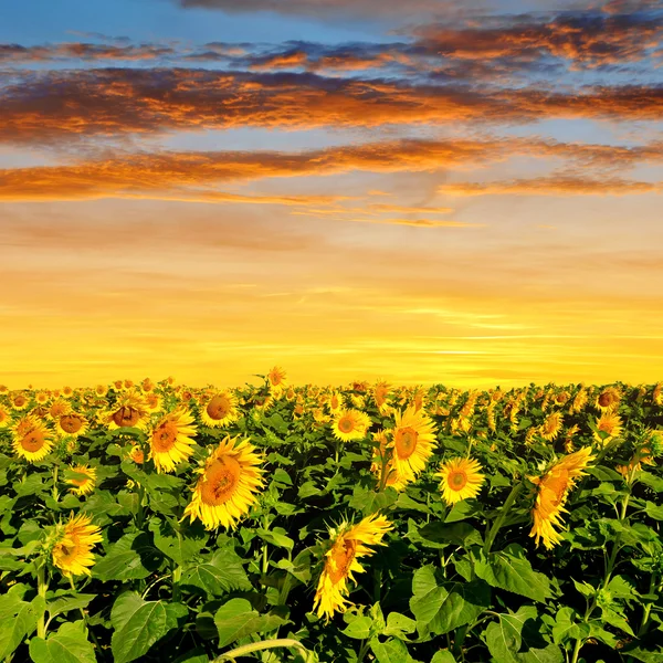 Champ de tournesol — Photo