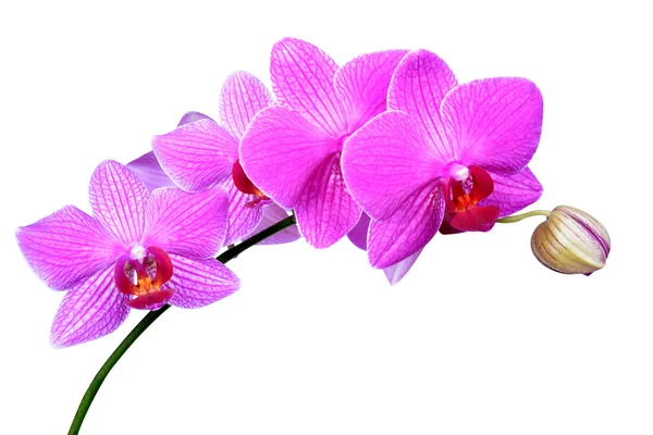 紫色兰花 — 图库照片