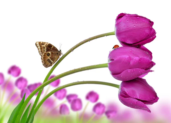 Tulipas roxas frescas com borboleta — Fotografia de Stock