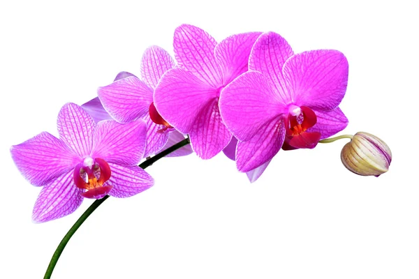 Purple orchid Stock Photo