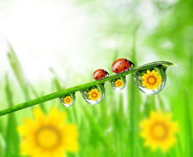çiy damlaları ve ladybugs