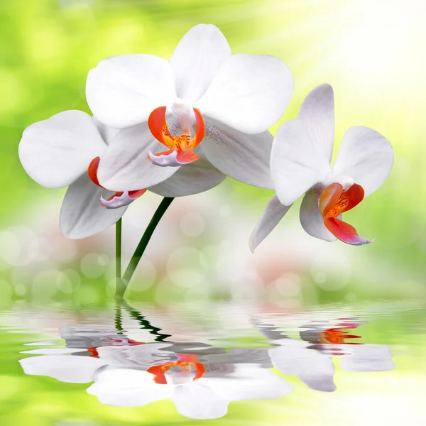 White orchid — Stock Photo, Image