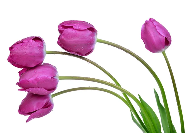 Paarse tulpen — Stockfoto