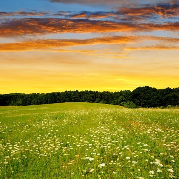 Meadow in the sunset — Stock Photo, Image