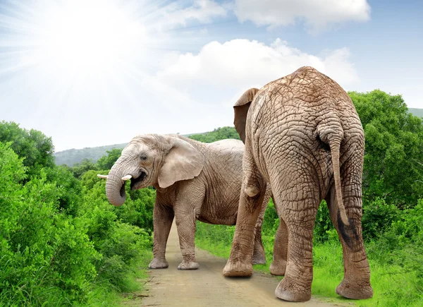 Elephants — Stock Photo, Image