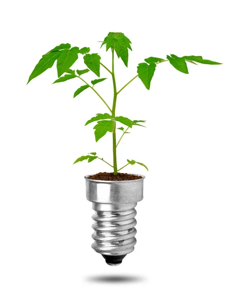 Rostlina roste od žárovky — Stock fotografie