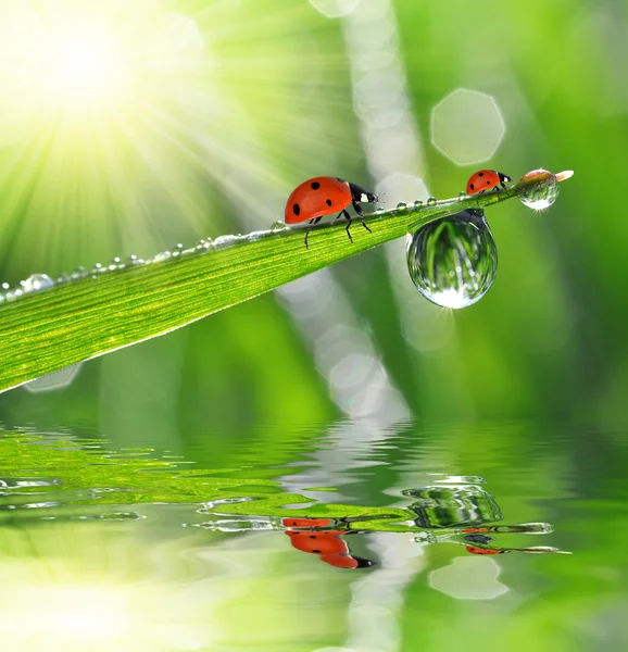 Dew drops and ladybugs closeup — Stock Photo, Image