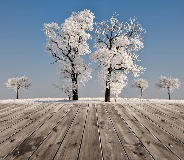 Prachtig winterlandschap met bomen — Stockfoto