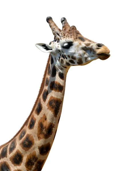 Giraffe — Stockfoto