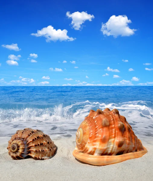 Sea shells — Stock Photo, Image