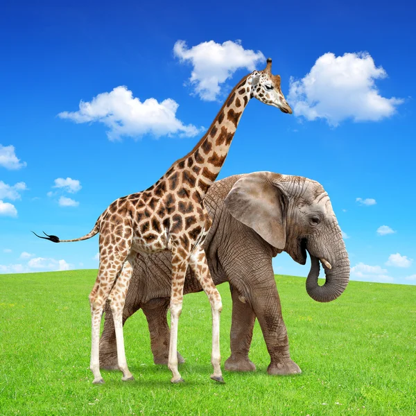 Giraffe mit Elefant — Stockfoto
