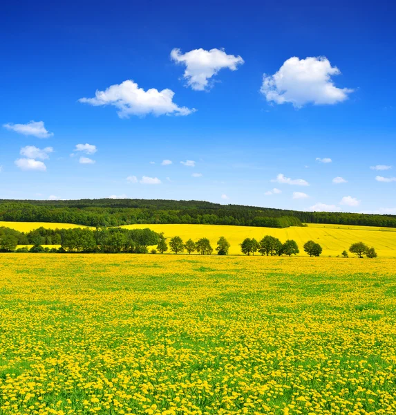 Dandelions çayır üzerinde — Stok fotoğraf