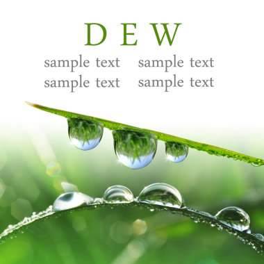 Closeup çiy damlaları