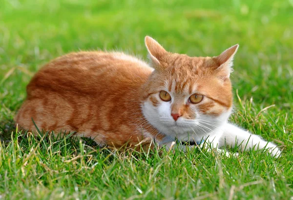 Portrait of a cat — Stock Photo, Image