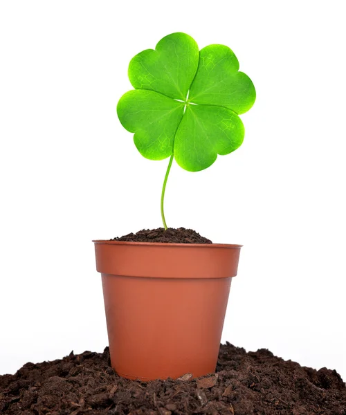 Växande gröna klöver blad i potten — Stockfoto