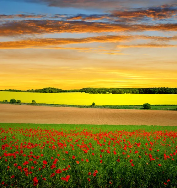 Red poppy field — Stock Photo, Image