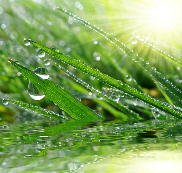 Frisches grünes Gras mit Tautropfen Nahaufnahme — Stockfoto