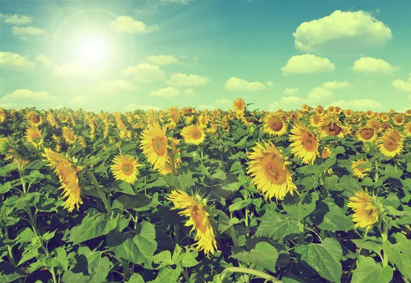 Güneşli gökyüzü ile ayçiçeği alan — Stok fotoğraf