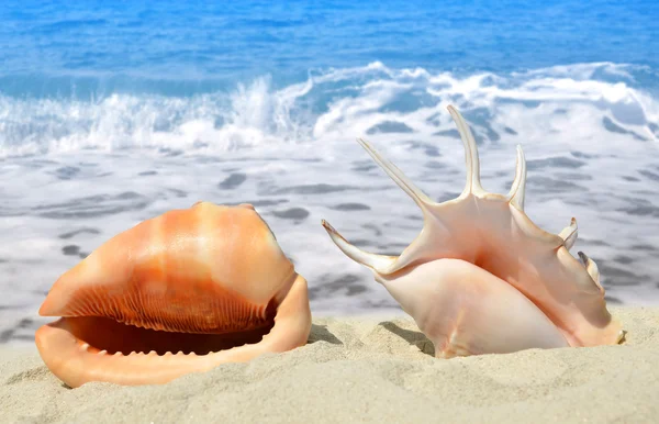 Deniz kabuğu kabuğu — Stok fotoğraf