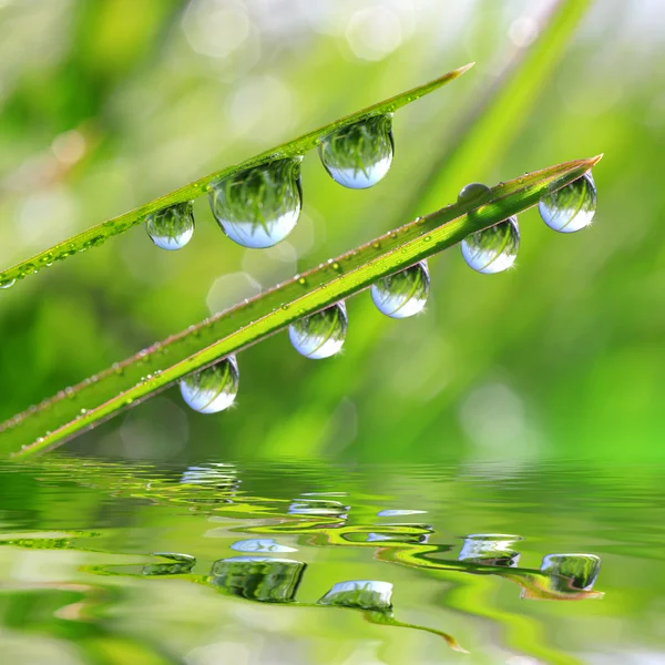 Erba fresca verde con gocce di rugiada — Foto Stock