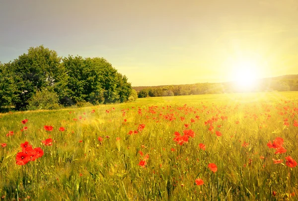 Tarweveld met rode papavers bij zonsondergang — Stockfoto