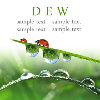 çiy damlaları ve ladybirds portre